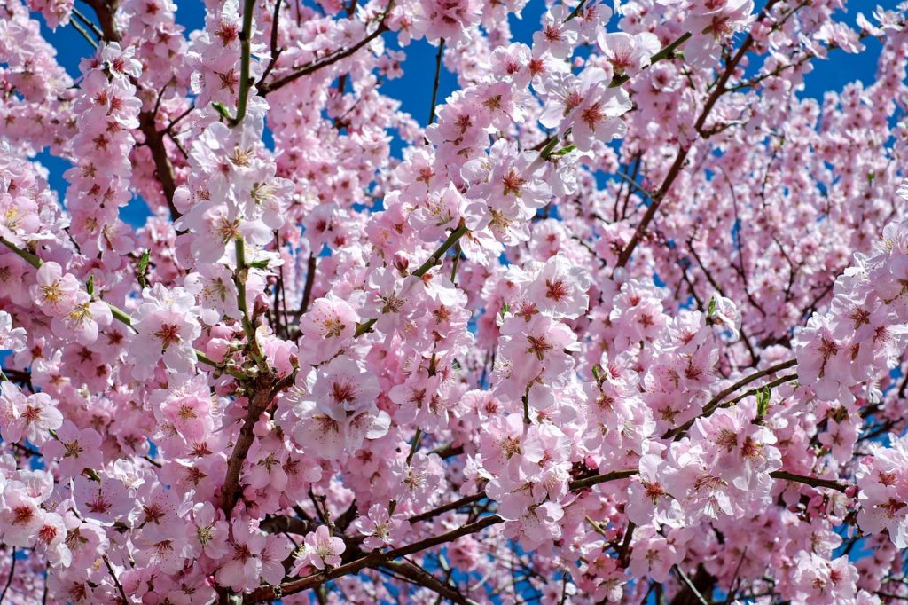 英語で外国人に桜 お花見を説明するには Cherry Blossom Viewing Lifework English ライフワーク イングリッシュ